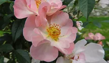 Rosa (Kletterrose) 'Open Arms'®