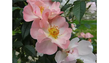 Rosa (Kletterrose) 'Open Arms'®