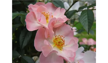 Rosa (Kletterrose) 'Open Arms'®