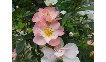 Rosa (Kletterrose) 'Open Arms'®