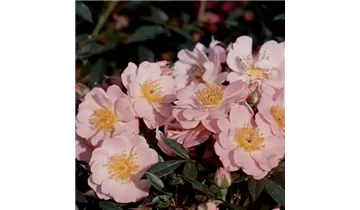 Rosa (Kletterrose) 'Open Arms'®