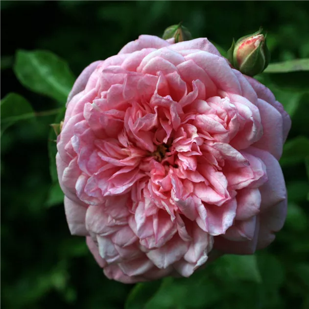 Rosa (Kletterrose) 'Paul Noël'