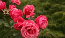Rosa (Kletterrose) 'Pink Perpétué'