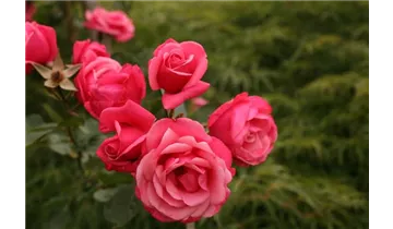 Rosa (Kletterrose) 'Pink Perpétué'