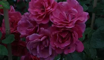 Rosa (Kletterrose) 'Pink Perpétué'