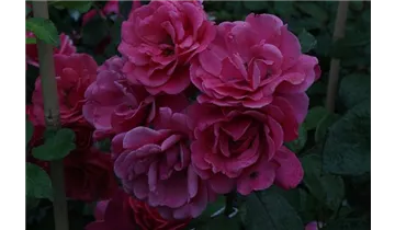 Rosa (Kletterrose) 'Pink Perpétué'