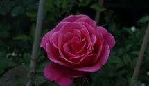 Rosa (Kletterrose) 'Pink Perpétué'
