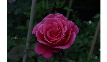 Rosa (Kletterrose) 'Pink Perpétué'