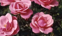 Rosa (Kletterrose) 'Pink Perpétué'