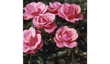 Rosa (Kletterrose) 'Pink Perpétué'