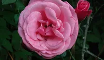Rosa (Kletterrose) 'Pink Perpétué'