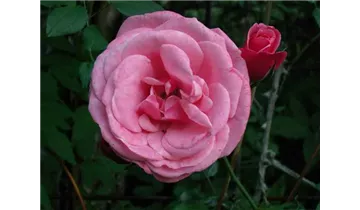 Rosa (Kletterrose) 'Pink Perpétué'