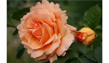 Rosa (Kletterrose) 'Polka 91'®