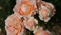 Rosa (Kletterrose) 'Polka 91'®