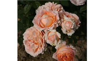 Rosa (Kletterrose) 'Polka 91'®