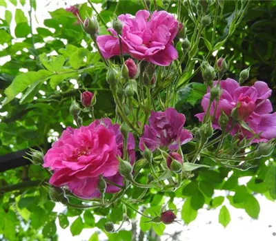 Rosa (Kletterrose) 'Purple Skyliner'®