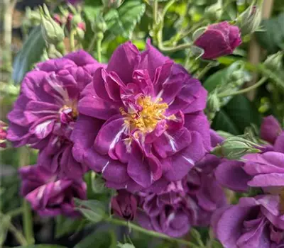 Rosa (Kletterrose) 'Purple Skyliner'®