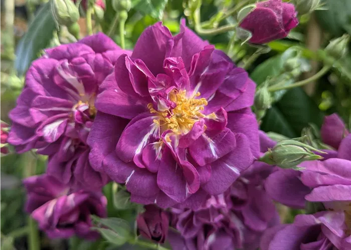 Rosa (Kletterrose) 'Purple Skyliner'®