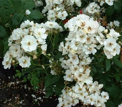 Rosa (Kletterrose) 'Rambling Rector'