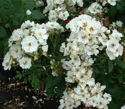 Rosa (Kletterrose) 'Rambling Rector'