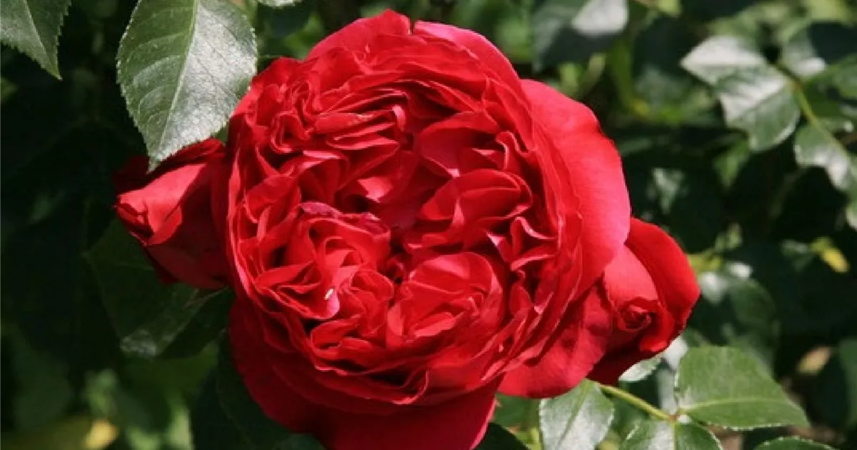Eden Rosen Rosa (Kletterrose) 'Red Eden Rose'®