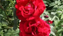 Rosa (Kletterrose) 'Red Parfum'