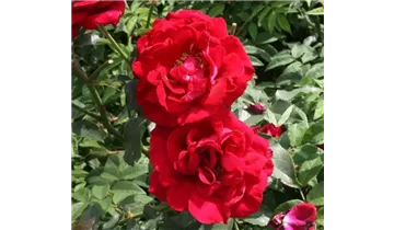Rosa (Kletterrose) 'Red Parfum'