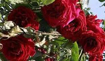 Rosa (Kletterrose) 'Red Parfum'