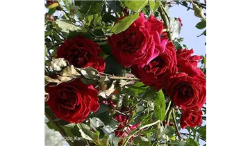 Rosa (Kletterrose) 'Red Parfum'