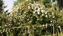 Rosa (Kletterrose) 'Rosa Polyantha Grandiflora'