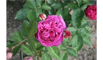 Rosa (Floribundarose) 'Heidi Klum Rose'®