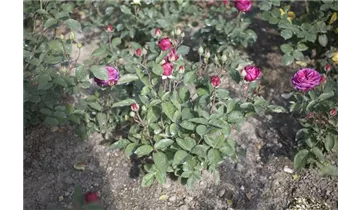 Rosa (Floribundarose) 'Heidi Klum Rose'®