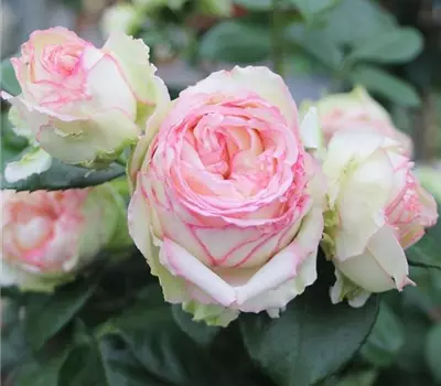 Rosa (Miniaturrose) 'Biedermeier'®