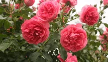 Rosa (Kletterrose) 'Rosarium Uetersen'