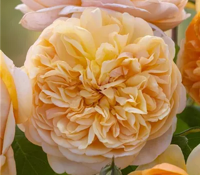 Rosa (Englische Rose) 'Bring Me Sunshine'® Rosa (Englische Rose) 'Bring Me Sunshine'®