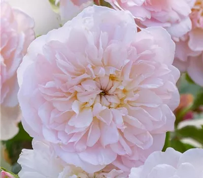 Rosa (Englische Rose) 'Elizabeth'® Rosa (Englische Rose) 'Elizabeth'®