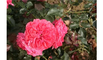 Rosa (Kletterrose) 'Rosarium Uetersen'