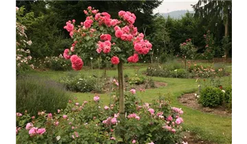 Rosa (Kletterrose) 'Rosarium Uetersen'