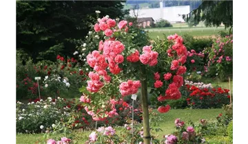 Rosa (Kletterrose) 'Rosarium Uetersen'