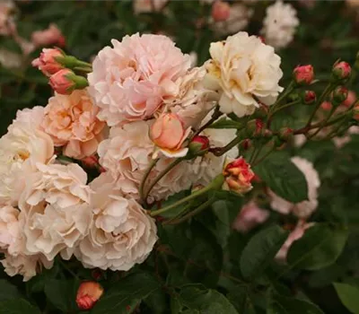 Rosa (Moschata) 'Cornelia'