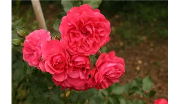 Rosa (Kletterrose) 'Rosarium Uetersen'