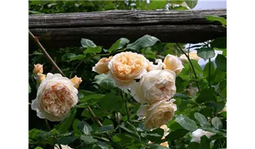 Syn. 'AUSwinter'