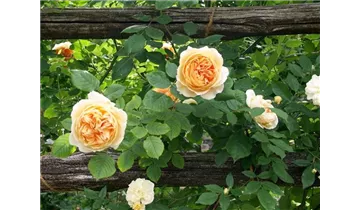 Syn. 'AUSwinter'