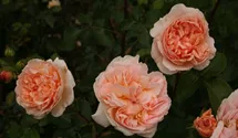Rosa (Englische Rose) 'Evelyn'®
