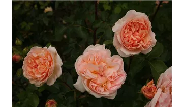 Rosa (Englische Rose) 'Evelyn'®