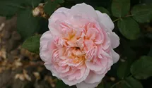 Rosa (Englische Rose) 'Evelyn'®