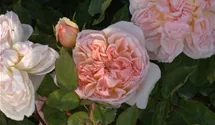 Rosa (Englische Rose) 'Evelyn'®