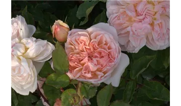 Rosa (Englische Rose) 'Evelyn'®