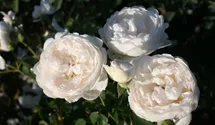 Rosa (Englische Rose) 'Glamis Castle'®