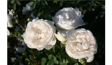 Rosa (Englische Rose) 'Glamis Castle'®